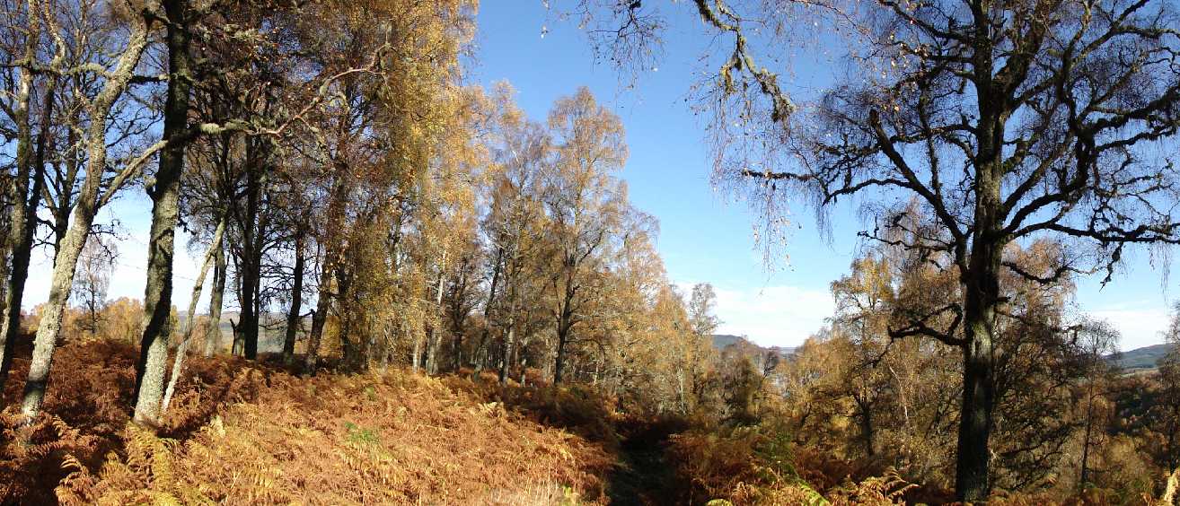 audreyslorance banner image (6)